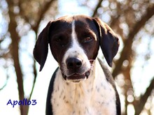 APOLLO3, Hund, Pointer-Mix in Griechenland - Bild 2