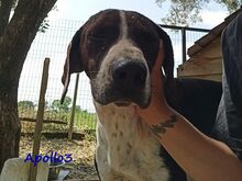 APOLLO3, Hund, Pointer-Mix in Griechenland - Bild 4