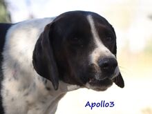 APOLLO3, Hund, Pointer-Mix in Griechenland - Bild 5