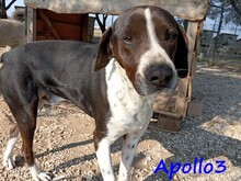 APOLLO3, Hund, Pointer-Mix in Griechenland - Bild 6