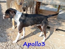 APOLLO3, Hund, Pointer-Mix in Griechenland - Bild 8