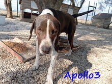 APOLLO3, Hund, Pointer-Mix in Griechenland - Bild 9