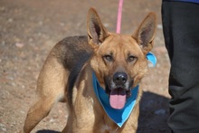 PRIDE, Hund, Deutscher Schäferhund in Spanien - Bild 1