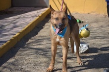 PRIDE, Hund, Deutscher Schäferhund in Spanien - Bild 4