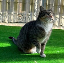 PANSELUTZA, Katze, Hauskatze in Rumänien