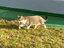 MIMI, Katze, Hauskatze in Rumänien - Bild 10