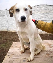 AIKA, Hund, Mischlingshund in Rumänien