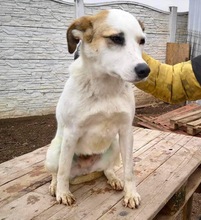 AIKA, Hund, Mischlingshund in Rumänien - Bild 10