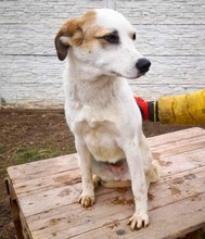 AIKA, Hund, Mischlingshund in Rumänien - Bild 12