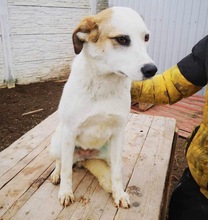 AIKA, Hund, Mischlingshund in Rumänien - Bild 13