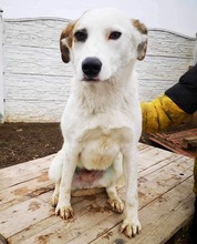 AIKA, Hund, Mischlingshund in Rumänien - Bild 3