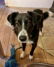 CIUFU, Hund, Border Collie-Mix in Böbingen