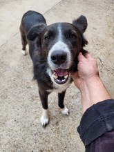 CIUFU, Hund, Mischlingshund in Böbingen - Bild 11