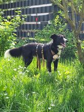 CIUFU, Hund, Mischlingshund in Böbingen - Bild 12