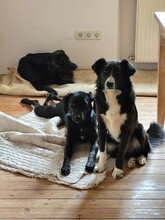 CIUFU, Hund, Mischlingshund in Böbingen - Bild 13