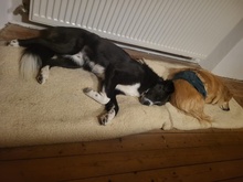 CIUFU, Hund, Mischlingshund in Böbingen - Bild 14