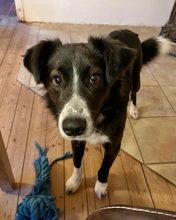 CIUFU, Hund, Mischlingshund in Böbingen - Bild 2