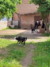 CIUFU, Hund, Mischlingshund in Böbingen - Bild 3