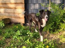 CIUFU, Hund, Mischlingshund in Böbingen - Bild 6