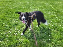 CIUFU, Hund, Mischlingshund in Böbingen - Bild 7