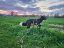 CIUFU, Hund, Mischlingshund in Böbingen - Bild 8