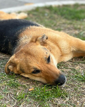 BELLA, Hund, Mischlingshund in Kroatien - Bild 15