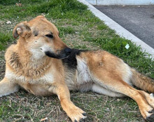 BELLA, Hund, Mischlingshund in Kroatien - Bild 16