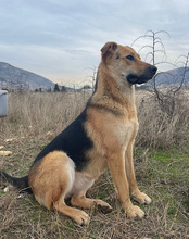 BELLA, Hund, Mischlingshund in Kroatien - Bild 18