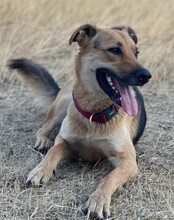 BELLA, Hund, Mischlingshund in Kroatien - Bild 2