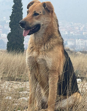 BELLA, Hund, Mischlingshund in Kroatien - Bild 20