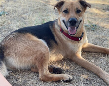 BELLA, Hund, Mischlingshund in Kroatien - Bild 3