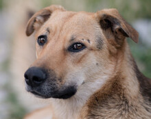 BELLA, Hund, Mischlingshund in Kroatien - Bild 4