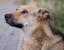 BELLA, Hund, Mischlingshund in Kroatien - Bild 5