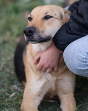 BELLA, Hund, Mischlingshund in Kroatien - Bild 6