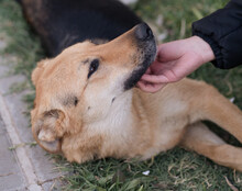 BELLA, Hund, Mischlingshund in Kroatien - Bild 7