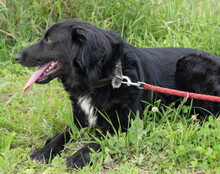 SHARI, Hund, Mischlingshund in Kroatien - Bild 12