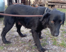 SHARI, Hund, Mischlingshund in Kroatien - Bild 23