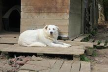 GEA, Hund, Mischlingshund in Italien - Bild 12