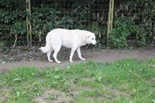 GEA, Hund, Mischlingshund in Italien - Bild 18