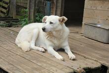 GEA, Hund, Mischlingshund in Italien - Bild 19