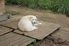 GEA, Hund, Mischlingshund in Italien - Bild 21