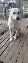 GEA, Hund, Mischlingshund in Italien - Bild 23