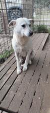 GEA, Hund, Mischlingshund in Italien - Bild 24