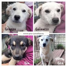 GEA, Hund, Mischlingshund in Italien - Bild 25