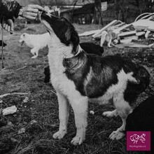 BIFF, Hund, Herdenschutzhund in Rumänien - Bild 6