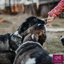 BIFF, Hund, Herdenschutzhund in Rumänien - Bild 7