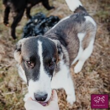 FYNN, Hund, Herdenschutzhund in Rumänien - Bild 2