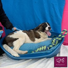 FYNN, Hund, Herdenschutzhund in Rumänien - Bild 7