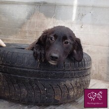 MURA, Hund, Mischlingshund in Rumänien - Bild 5