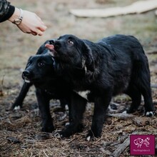 MURA, Hund, Mischlingshund in Rumänien - Bild 6